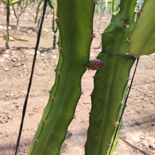 Palapa San Francisco