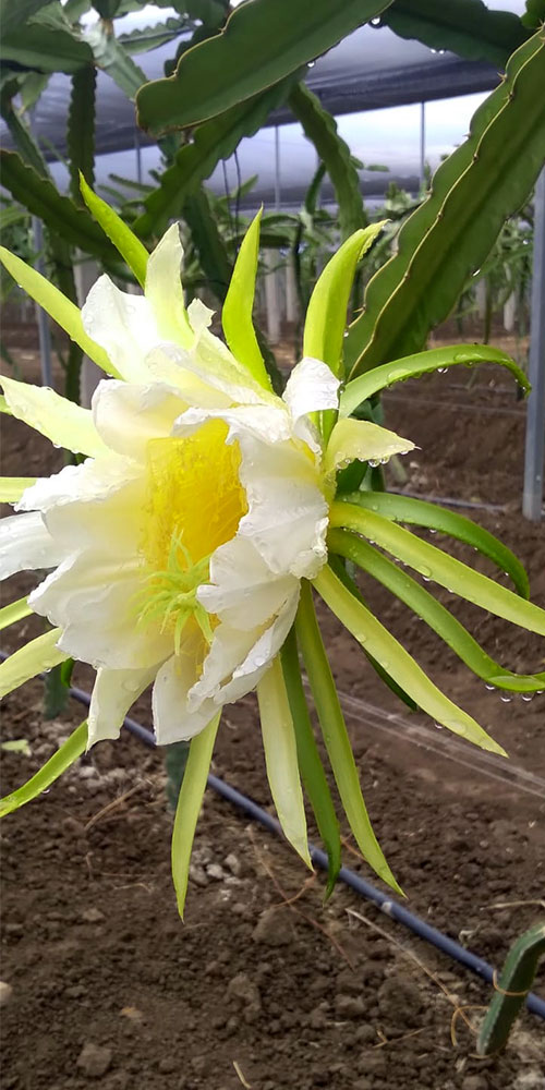 Palapa San Francisco